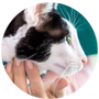 Cat health articles