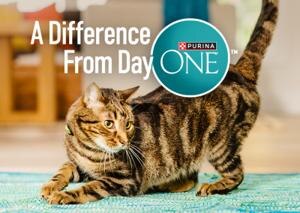 cat playing looking behind