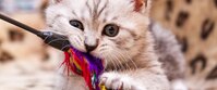 A kitten playing with a wand toy