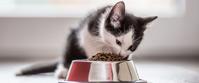A black and white kitten eating kibble