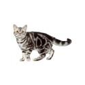 American Shorthair cat