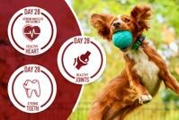 dog catching a ball mid-air