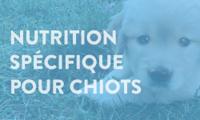 Nutrition Spécifique Pour Chiots