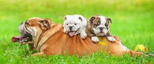English Bulldog with her puppies