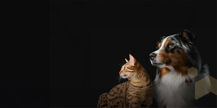 dog and cat on a black background