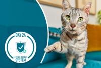 cat staring at the camera