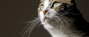 Cat with long whiskers