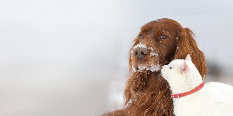 dog and cat sitting in the snow