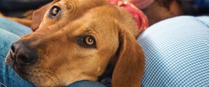 A brown dog laying in its owner's lap