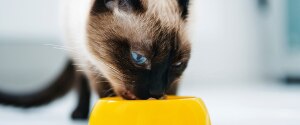 Siamese cat eating out of a yellow bowl