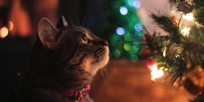 cat looking at christmas tree lights