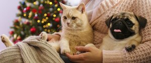 Owner holding cat and dog with Christmas tree in background