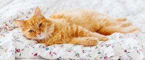 An orange cat laying in bed