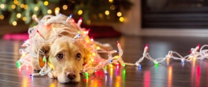 Dog laying on ground and tangled in holiday string lights