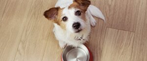 A dog looking up at the camera beside an empty food bowl