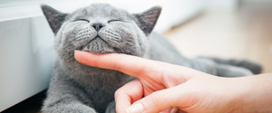 A grey cat being petted under the chin