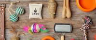 An assortment of items for kittens