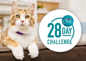 cat sitting next to the 28 day challenge logo
