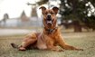Rosco - 2019 Inductee
