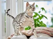 The cat is standing on the sofa