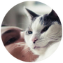 Getting A Cat