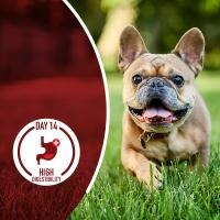 french bulldog on a park