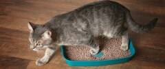 A grey cat using its litter box