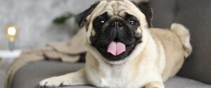 Pug sitting on a couch and looking at the camera