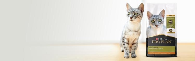weight management cat food header