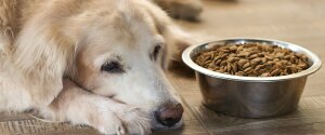 A dog laying beside a food bowl filled with kibble