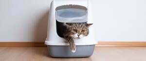 A tabby british shorthair cat walking out of its litter box
