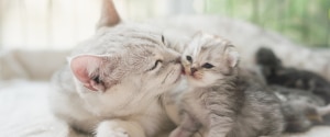 Cat licking a kitten