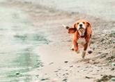 chien courant sur la plage