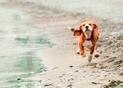 chien courant sur la plage