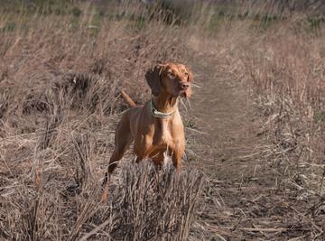 Vizsla standing in the grass