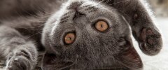 A grey kitten laying on its back