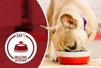 dog eating from a bowl