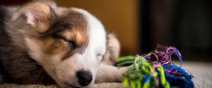 A puppy sleeping