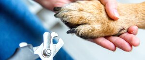 A dog's nails being clipped