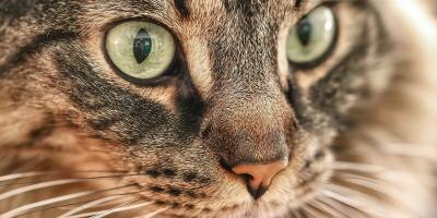 cat staring