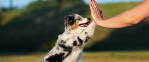An Australian Shepherd puppy giving a high-five