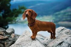 Dachshund on a rock