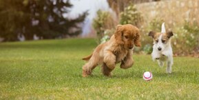two dogs playing with a ball