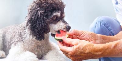 dog eating a watermelon