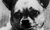 Bambi - 1968 Inductee