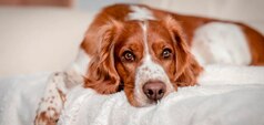 Welsh Springer Spaniel lying down