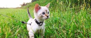 A kitten walking on a leash