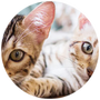 Cat Activities