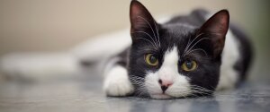 Black and white cat laying on the ground