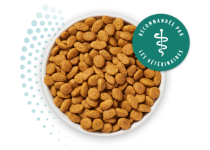 nourriture seche pour chats